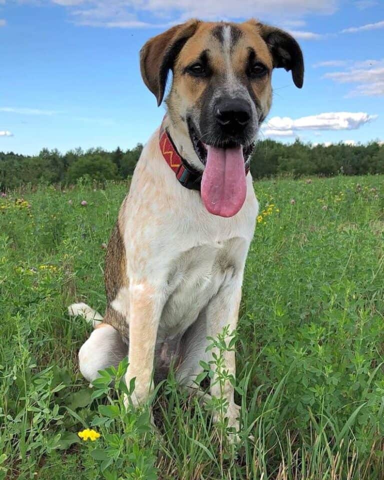 Great Dane Mixes 43 ExtraLarge Crossbreeds! (With Pictures)