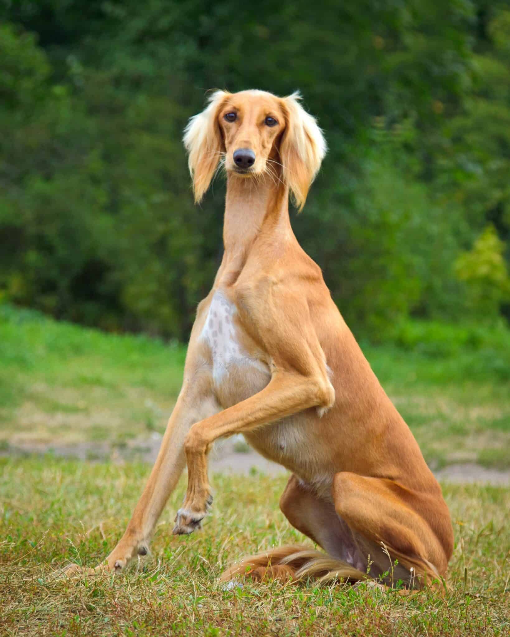 LongHaired Greyhound Do Greyhounds Have Long Hair?