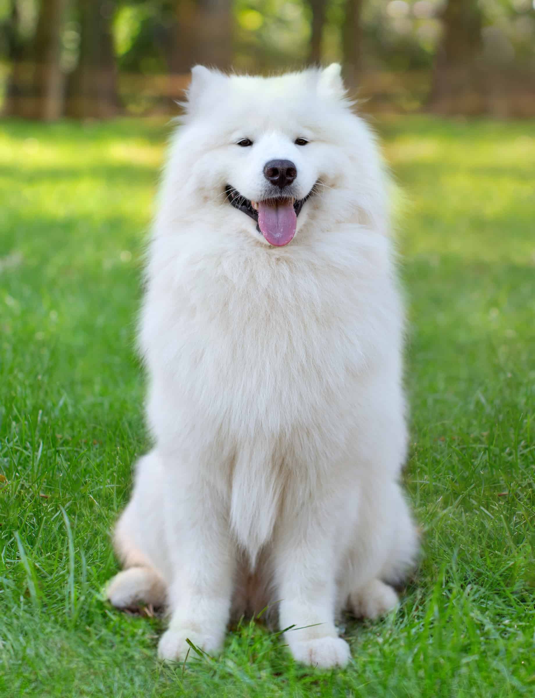 13 Dog Breeds With Purple Tongues (With Pictures & Facts)