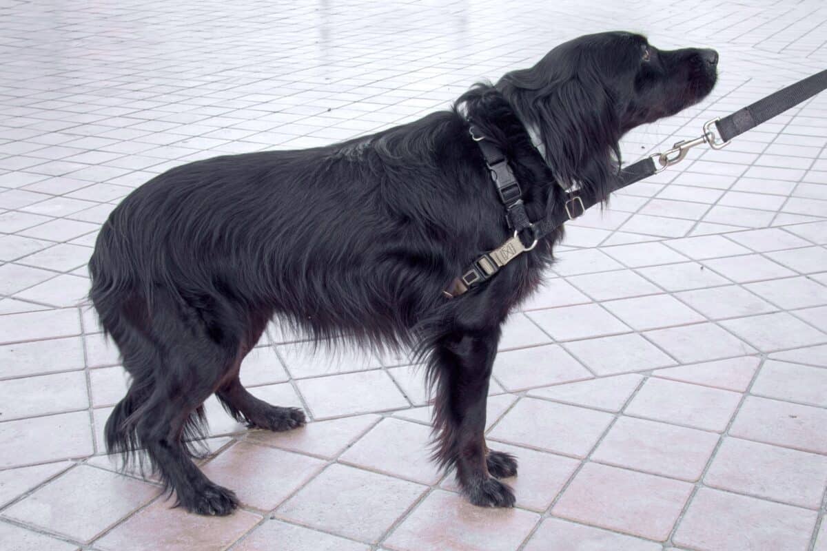Scared dog with tail between legs