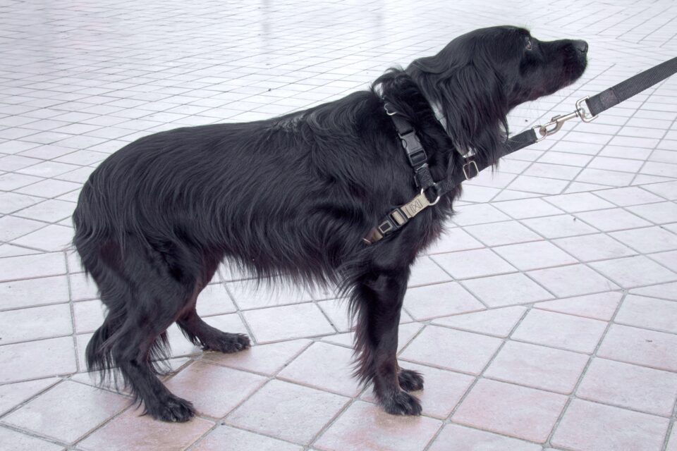 Dog Tail Between Legs Top 9 Reasons & What to Do