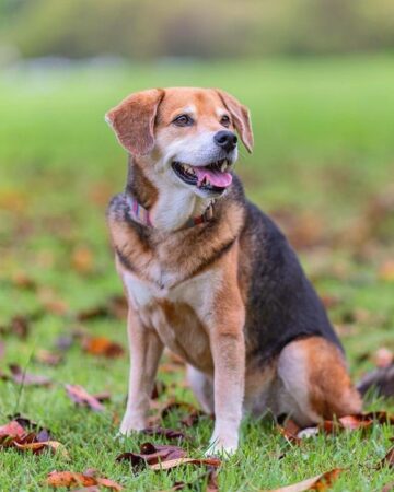 Shiba Inu Mixes: 20 Different Shiba Crossbreeds