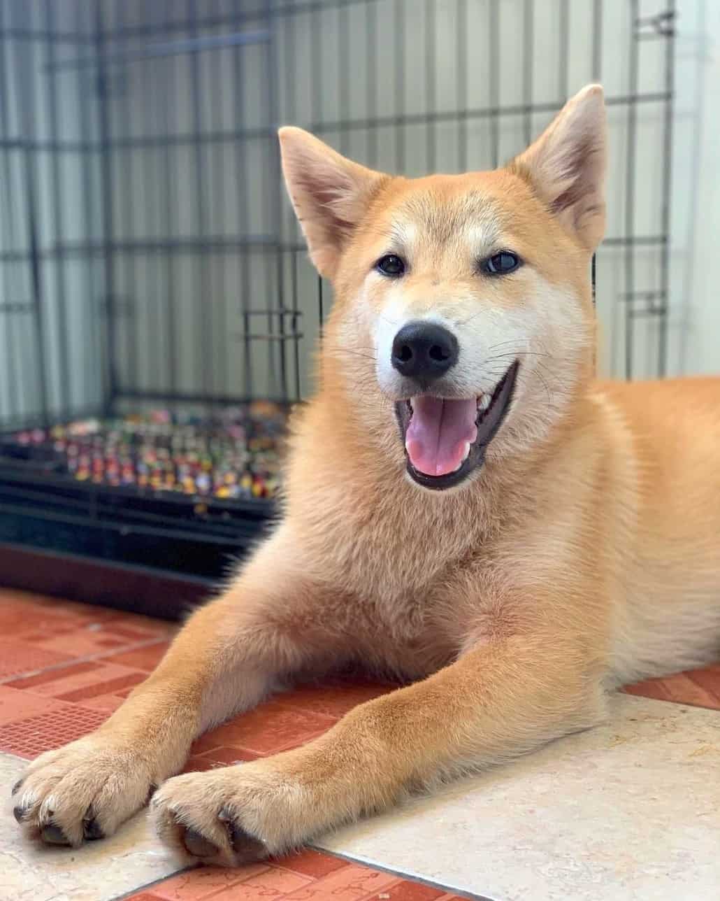 Shiba Inu Mixes: 20 Different Shiba Crossbreeds