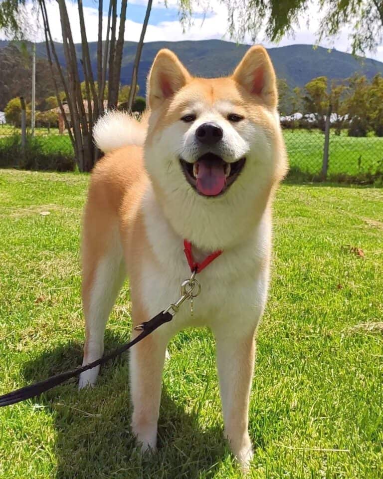 Shiba Inu Mixes 20 Different Shiba Crossbreeds