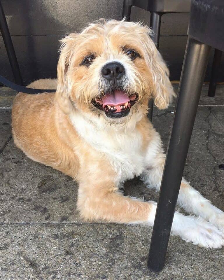 50 Wonderful Boxer Mixes That Will Surely Brighten Your Day!