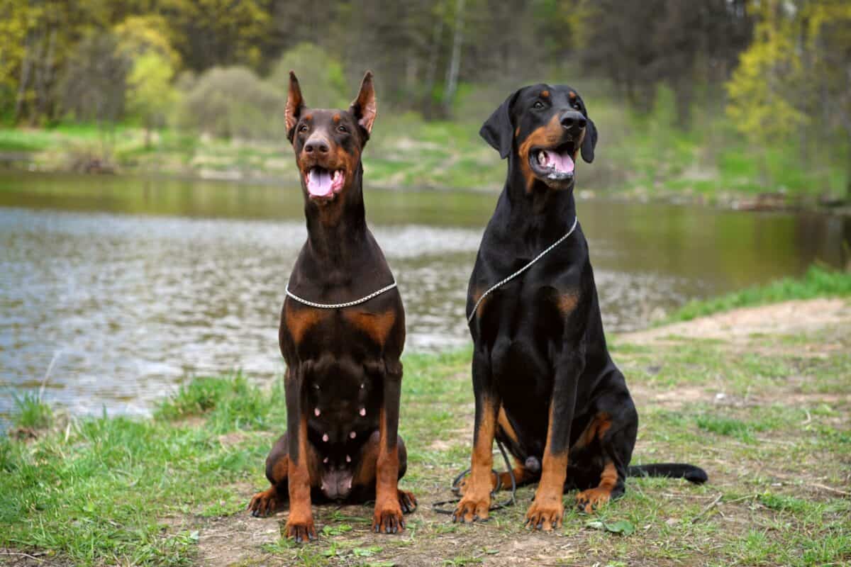 Should you crop a Dobermans ears
