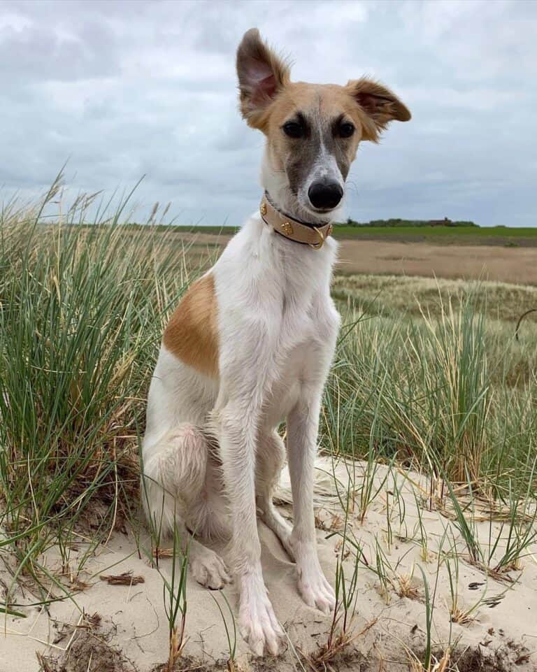 Longhaired Whippet Silken Windsprite Info Pictures Facts