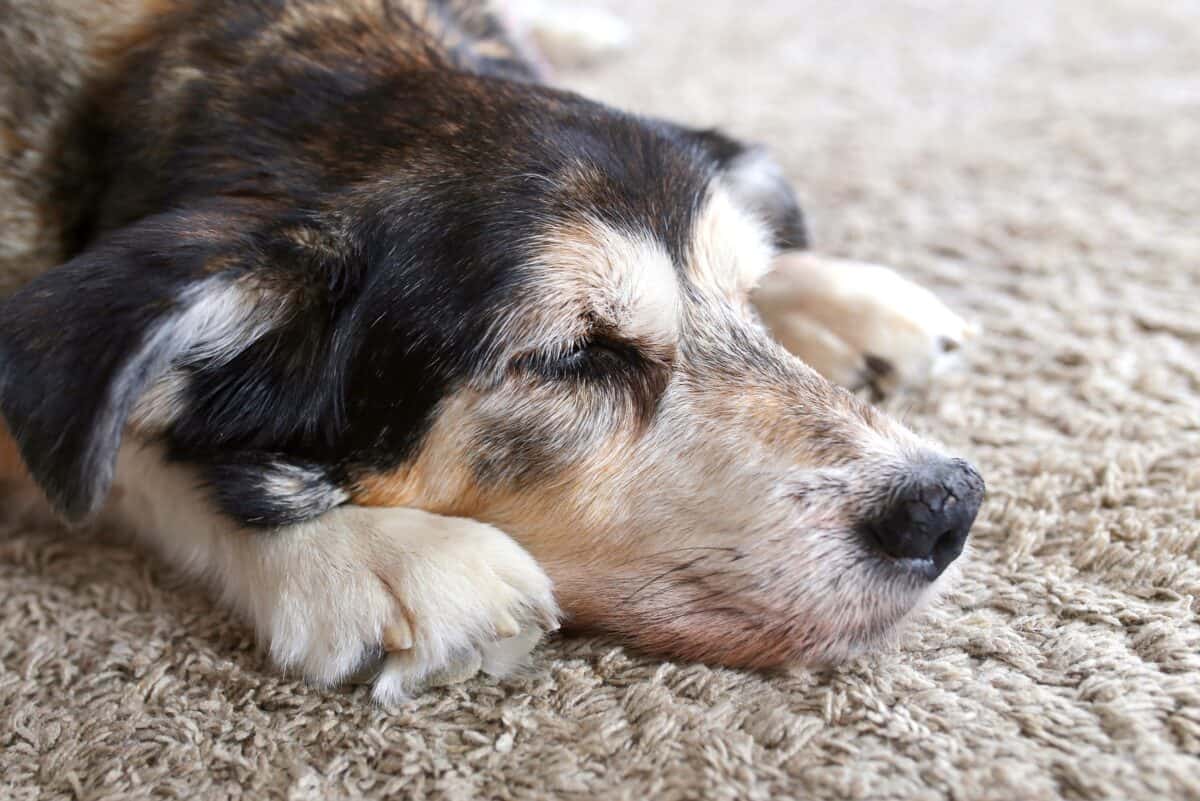 Sleepy senior dog with dry dog nose