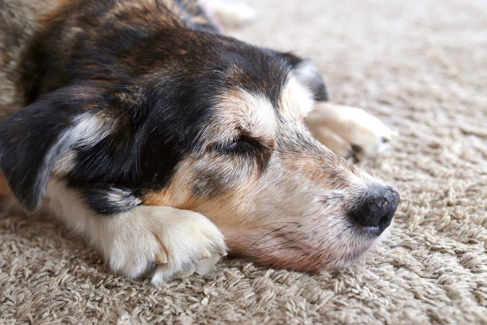 Why Is My Dog's Nose Dry? (Top 11 Reasons & What to Do)