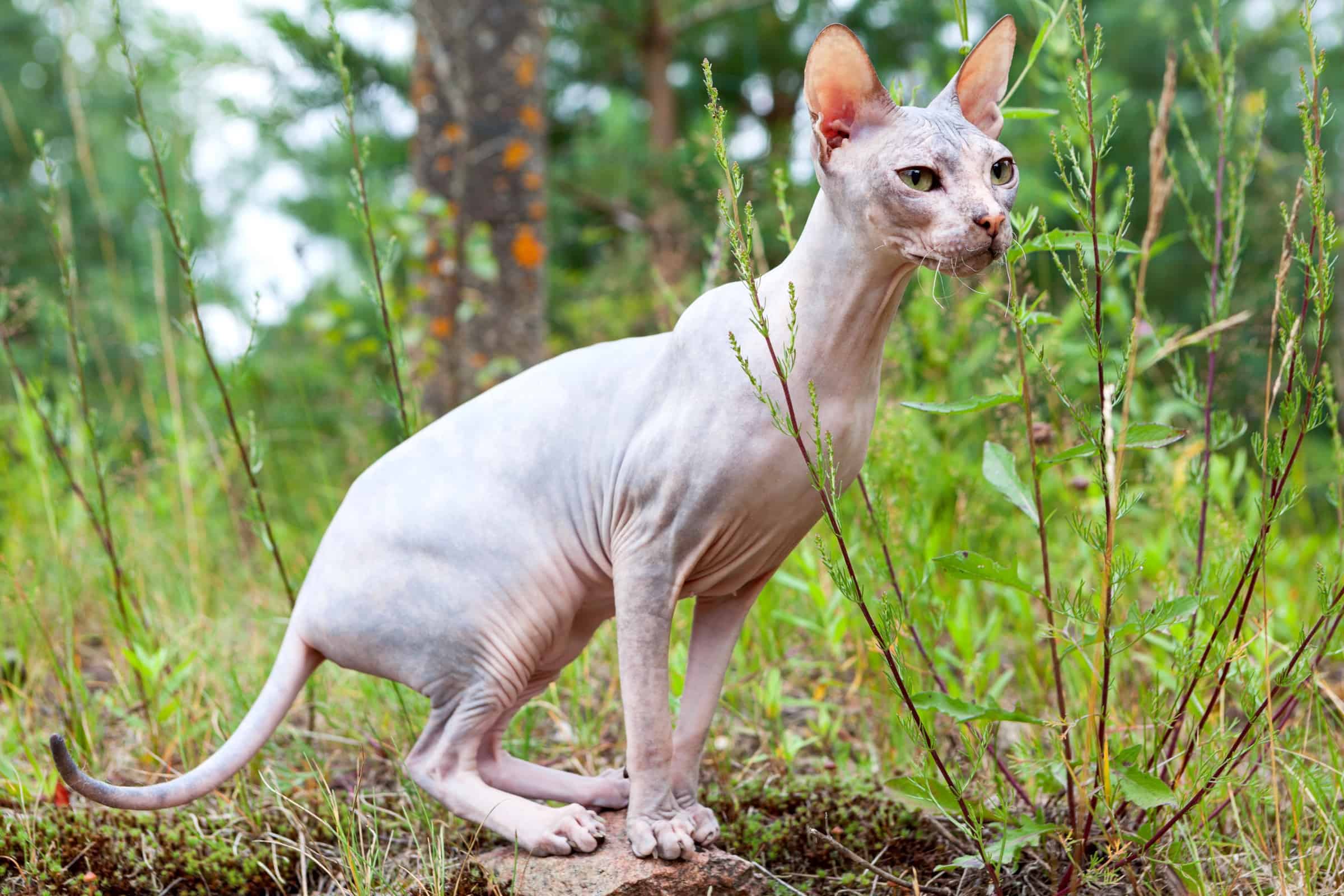 Top 13 Cat Breeds With Very Long Legs (With Pictures & Facts)