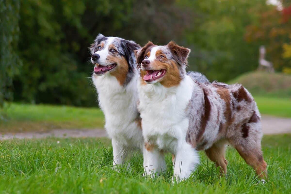Spotted dog breed Australian Shepherd with spots