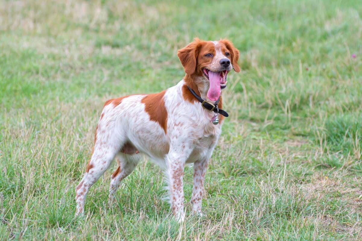 Spotted dog breed Brittany with spots