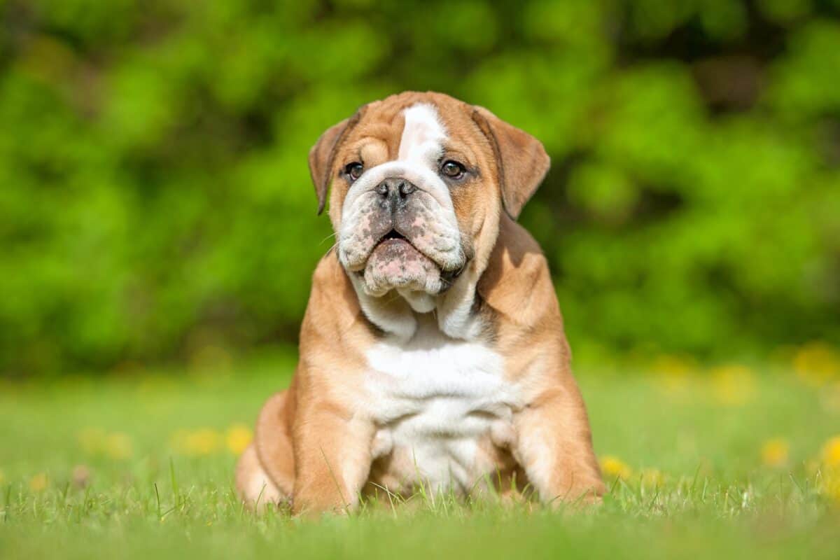 Spotted dog breed Bulldog with spots