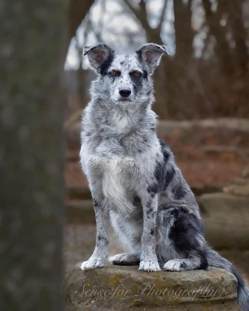 Spotted dog breed Carea Leonés with spots