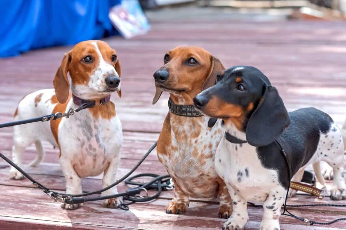 Spotted dog breed Dachshund with spots