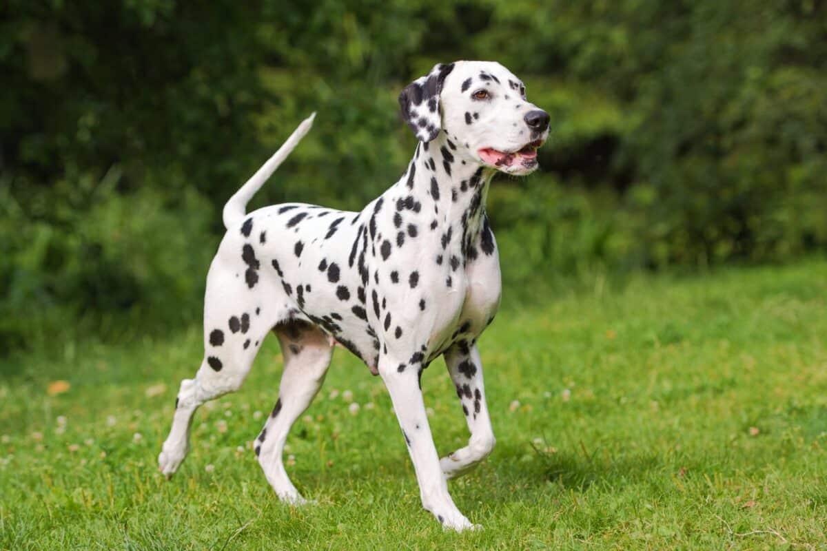 Spotted dog breed Dalmatian with spots