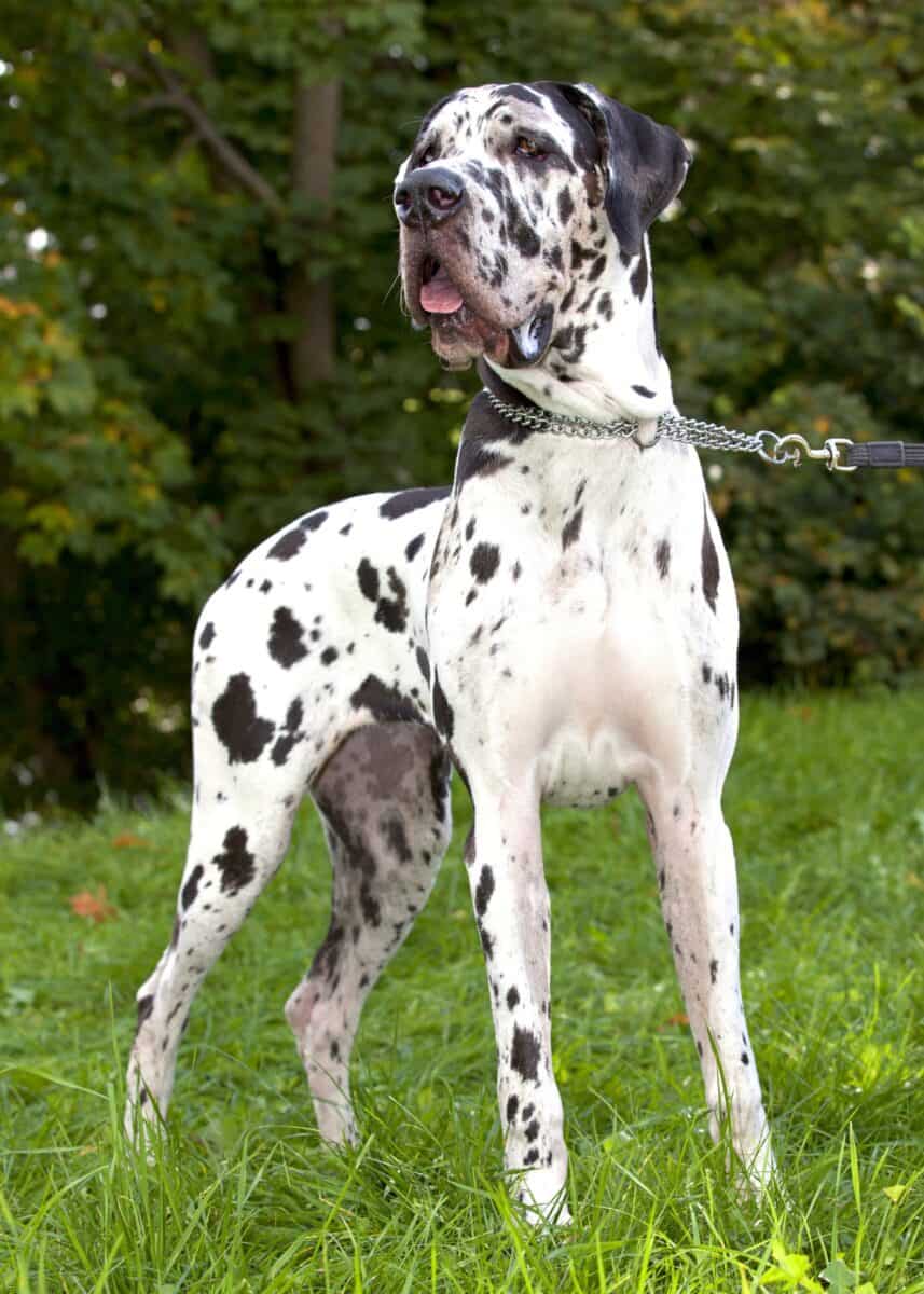 Spotted dog breed Great Dane with spots