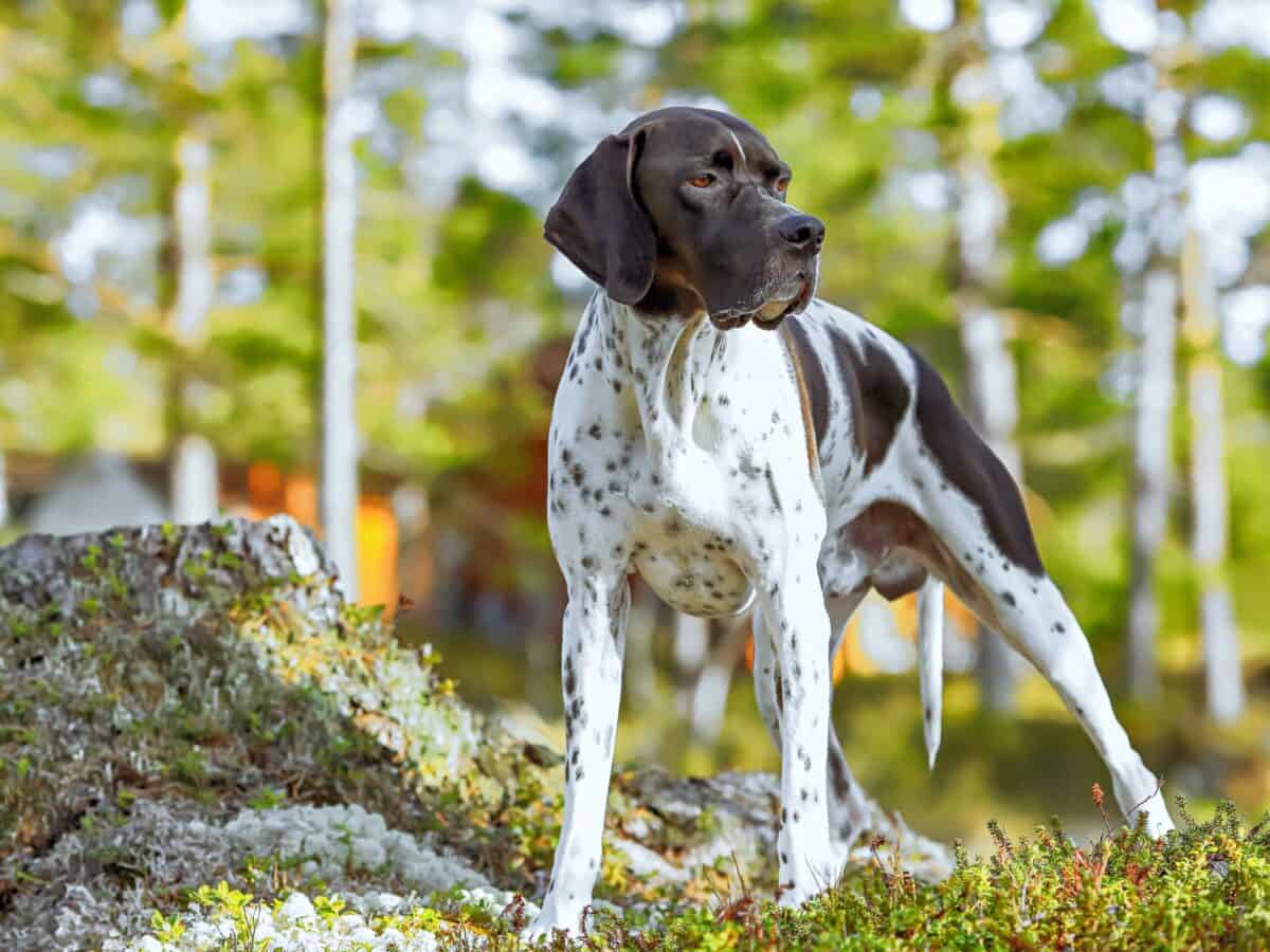 Spotted dog breed Pointer with spots