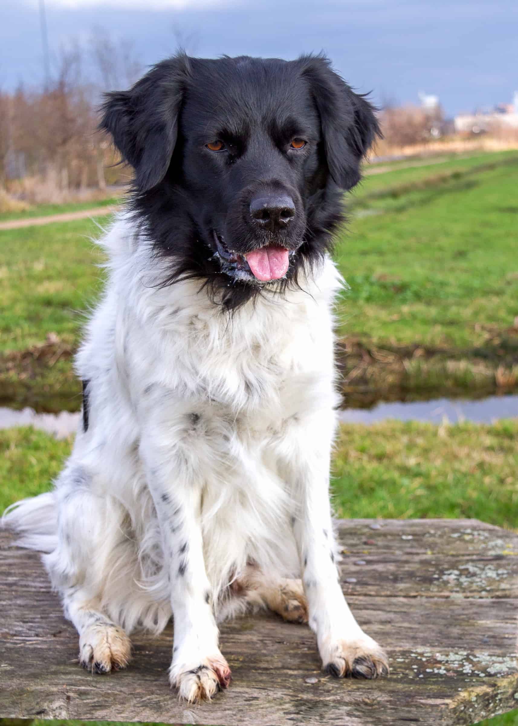 Spotted Dog Breeds 59 Dogs With Spots (With Pictures)