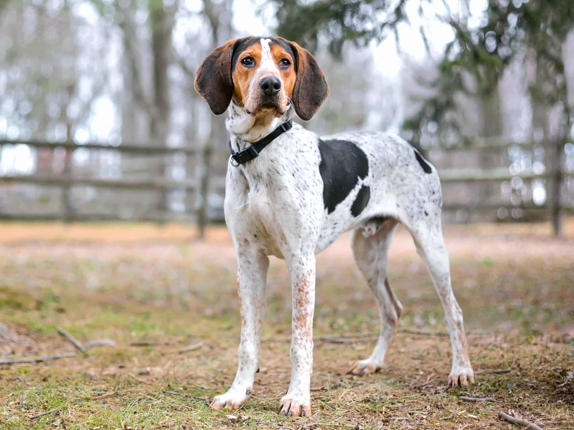 Spotted Dog Breeds 59 Dogs With Spots (With Pictures)