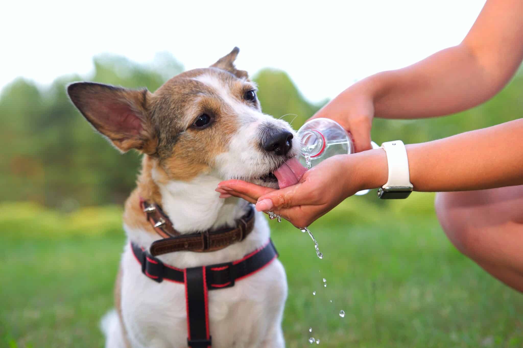 Dog Urine Color What Does Your Dog's Urine Color Mean?