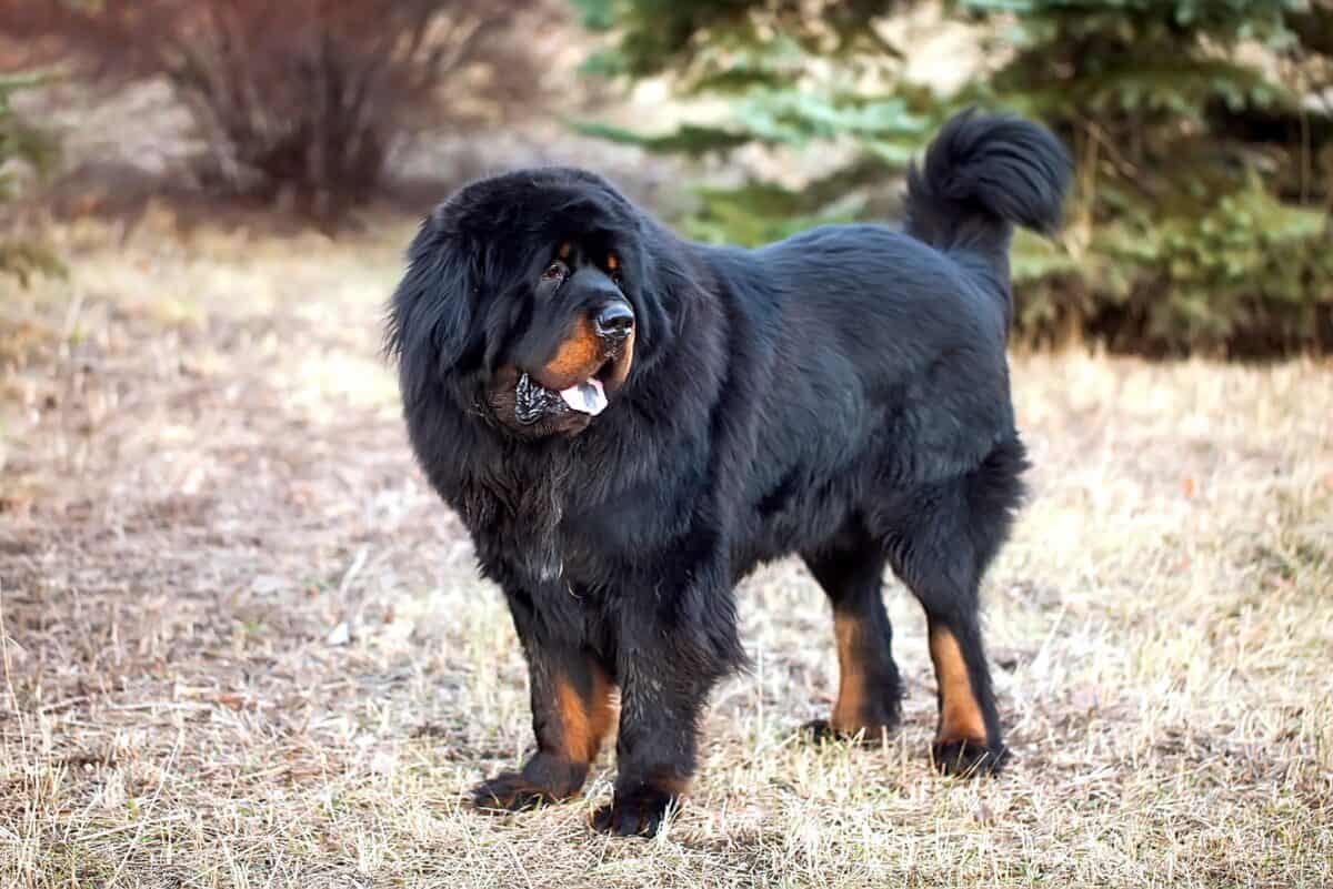 Tibetan Mastiff dog with purple tongue