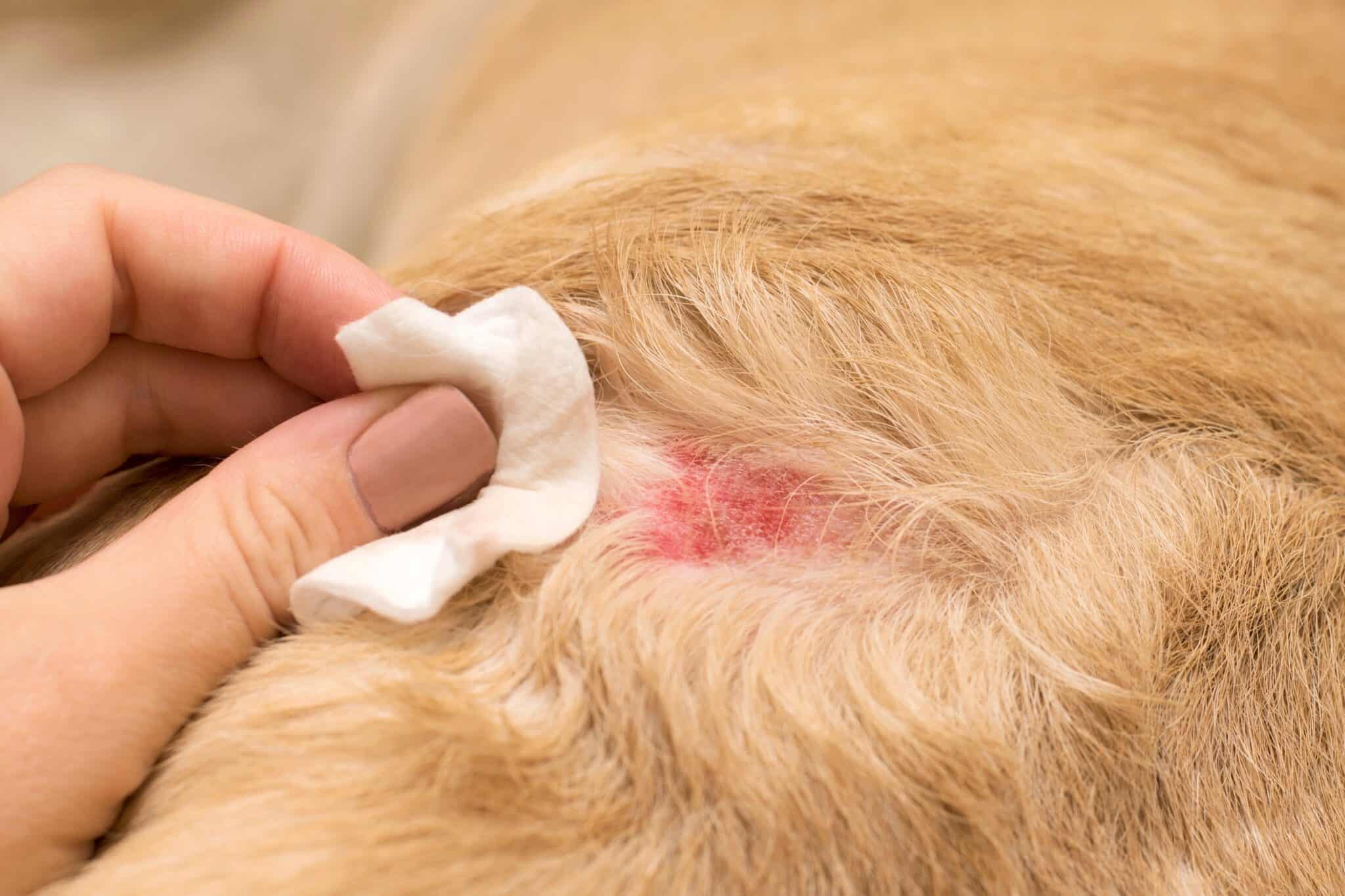 How to Identify and Treat Bug Bites on Dogs (With FAQs)