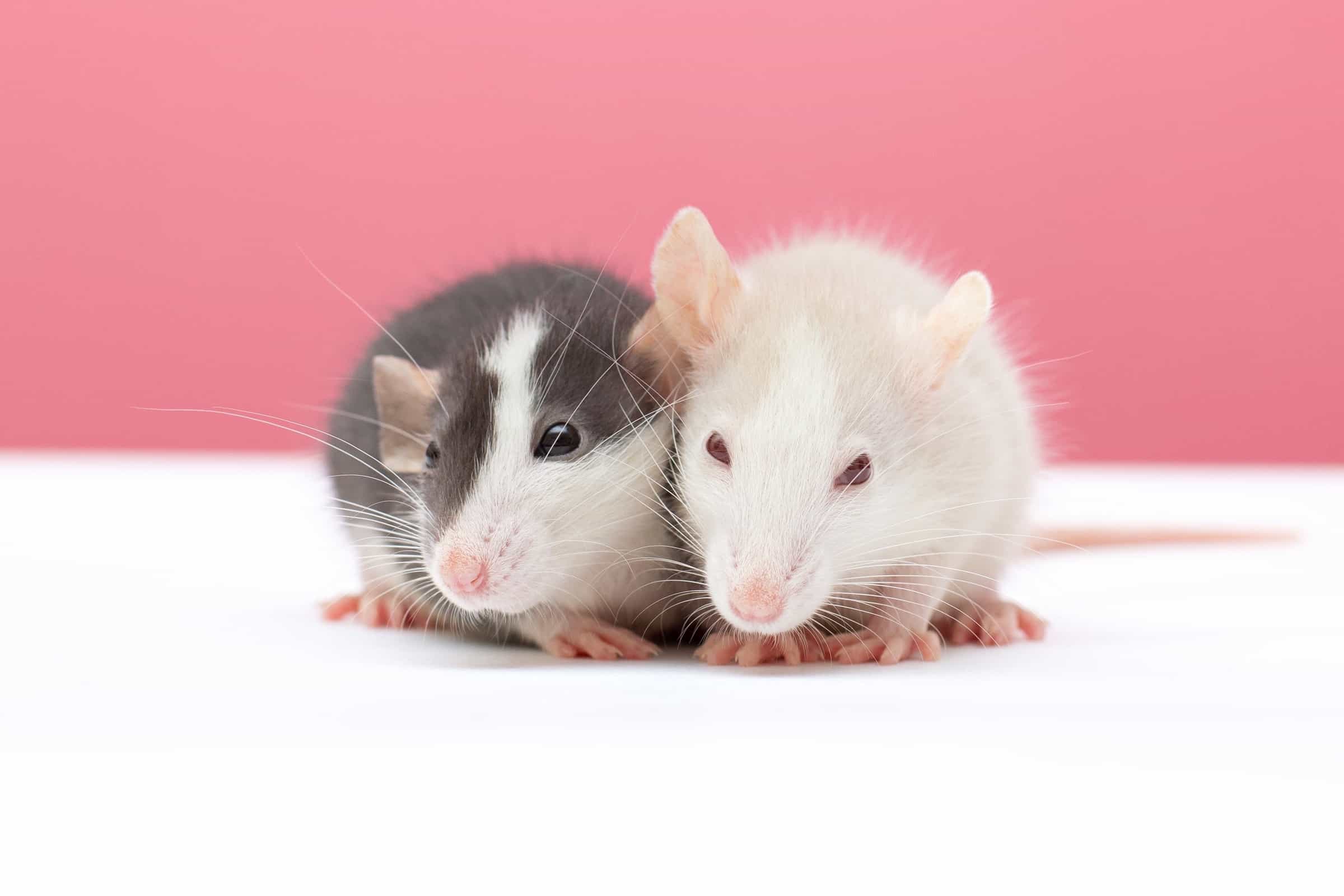 Dumbo Rat: Facts, Behavior, Prices & Care (With Pictures)