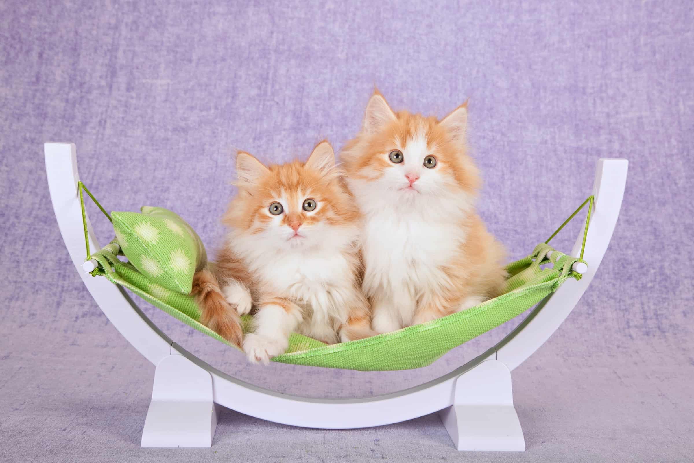 13 Orange and White Cat Breeds You'll Love (With Pictures)