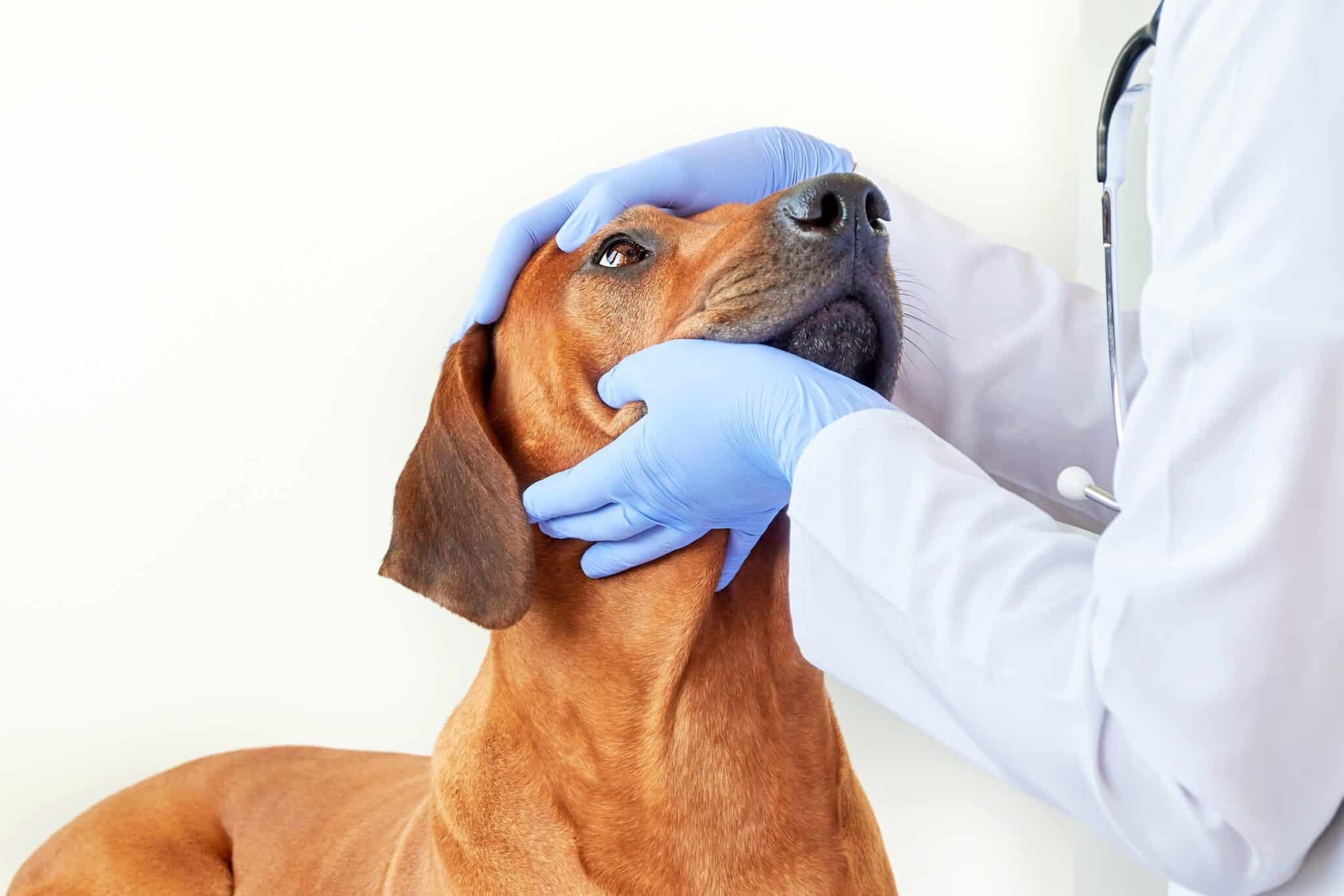 Dog Eye Stye Causes, Symptoms & Treatments (With FAQs)