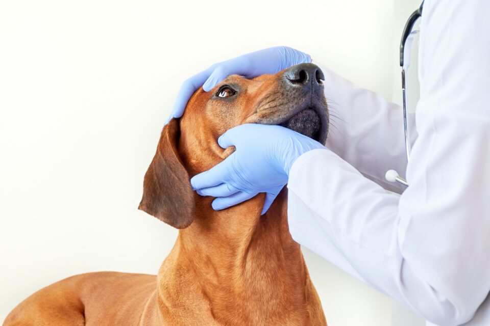 Dog Eye Stye Causes, Symptoms & Treatments (With FAQs)