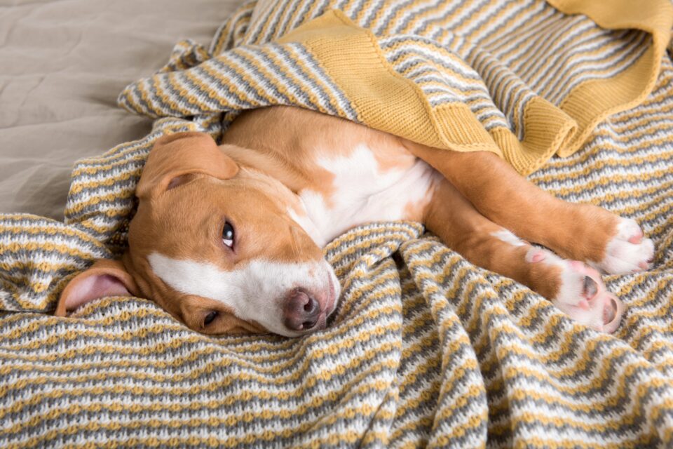 My Dog Ate Combat Roach Bait! (What You Should Do)