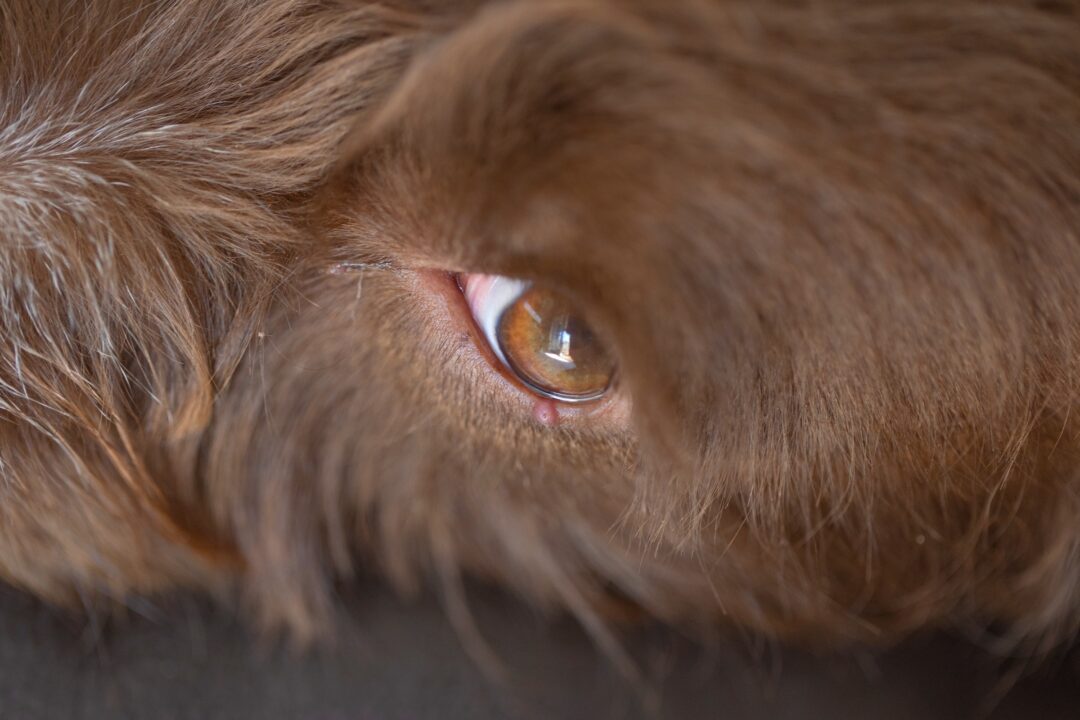 Dog Eye Stye Causes, Symptoms & Treatments (With FAQs)