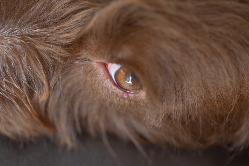 Dog Eye Stye Causes, Symptoms & Treatments (With FAQs)