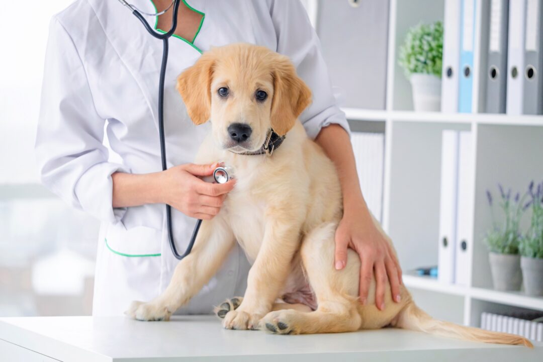 My Dog Ate Combat Roach Bait! (What You Should Do)