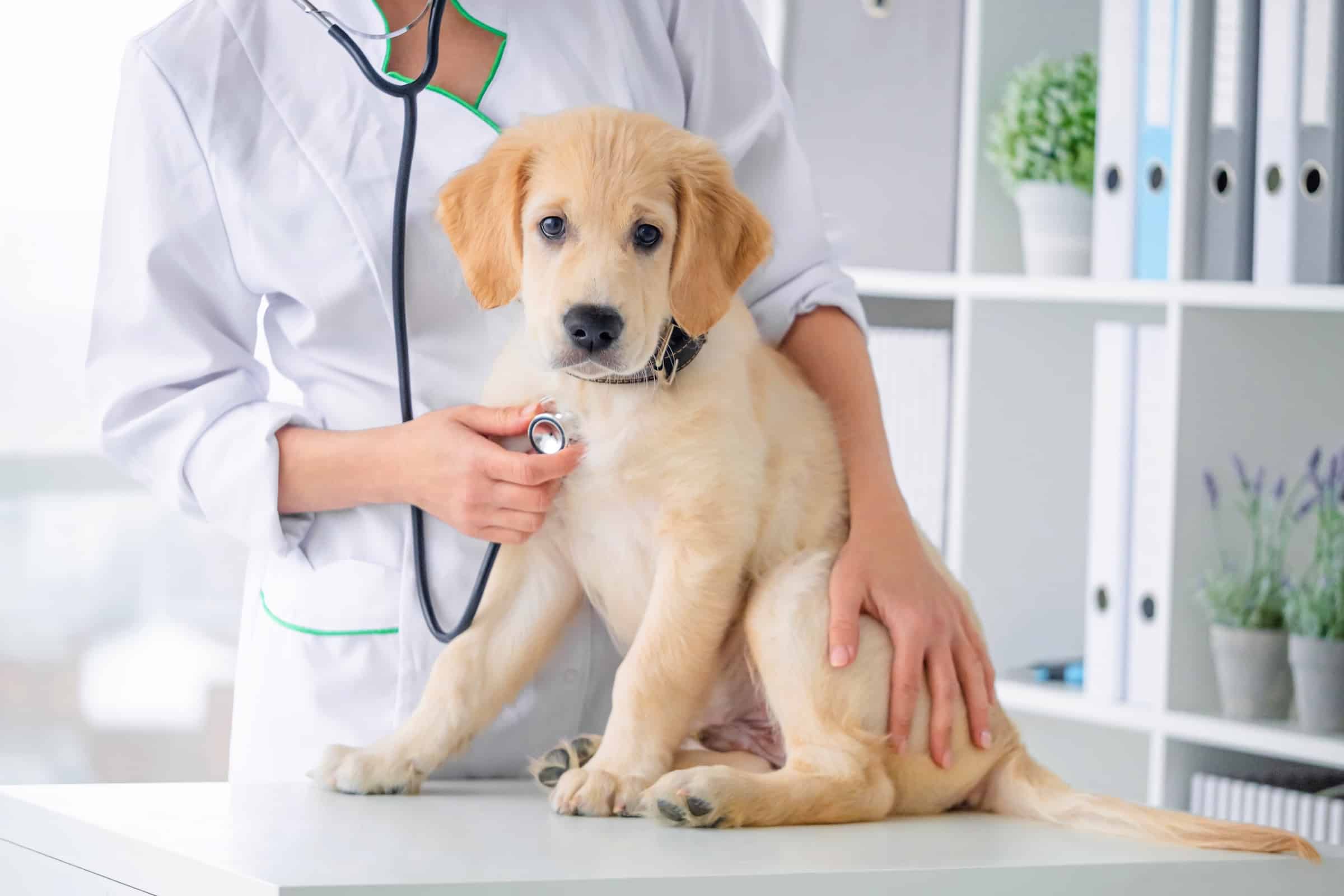 My Dog Ate Combat Roach Bait! (What You Should Do)