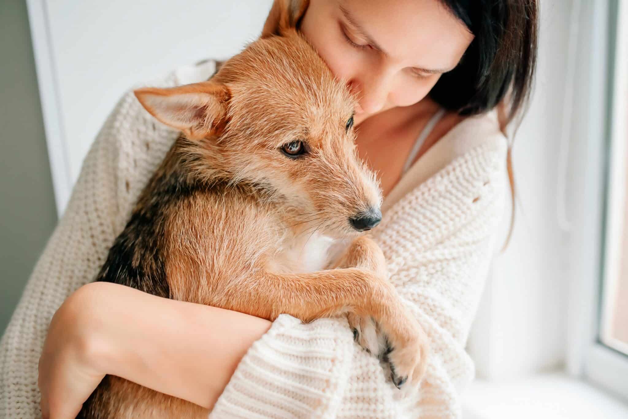 Dog Yelps When Picked Up (Top 10 Reasons & What to Do)