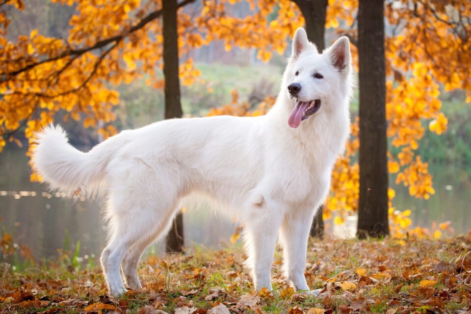 White Swiss Shepherd Breed Information, Pictures & Facts