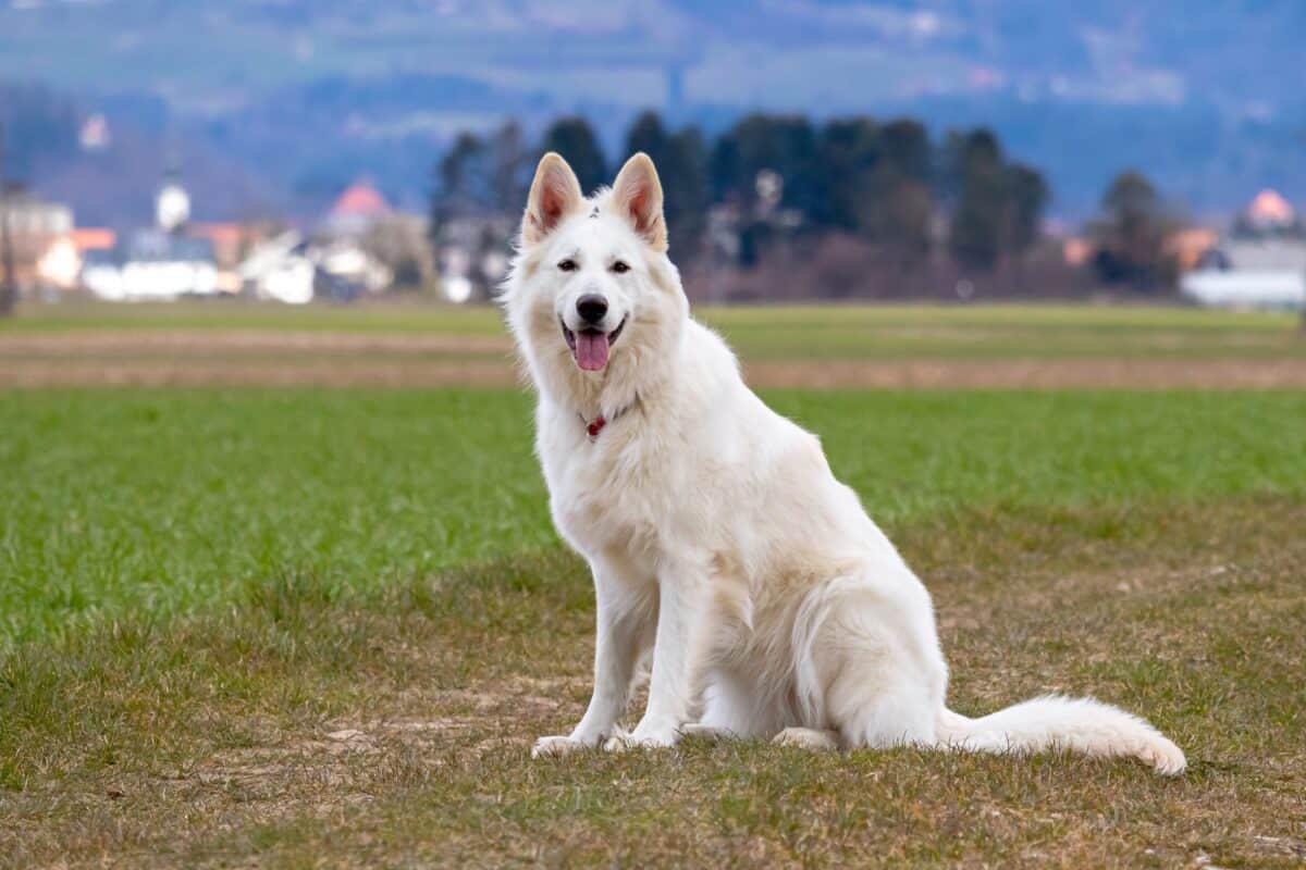 White Swiss Shepherd Breed Information Pictures Facts
