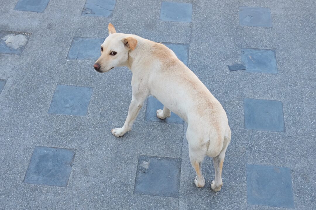 Dog Tail Between Legs Top 9 Reasons & What to Do