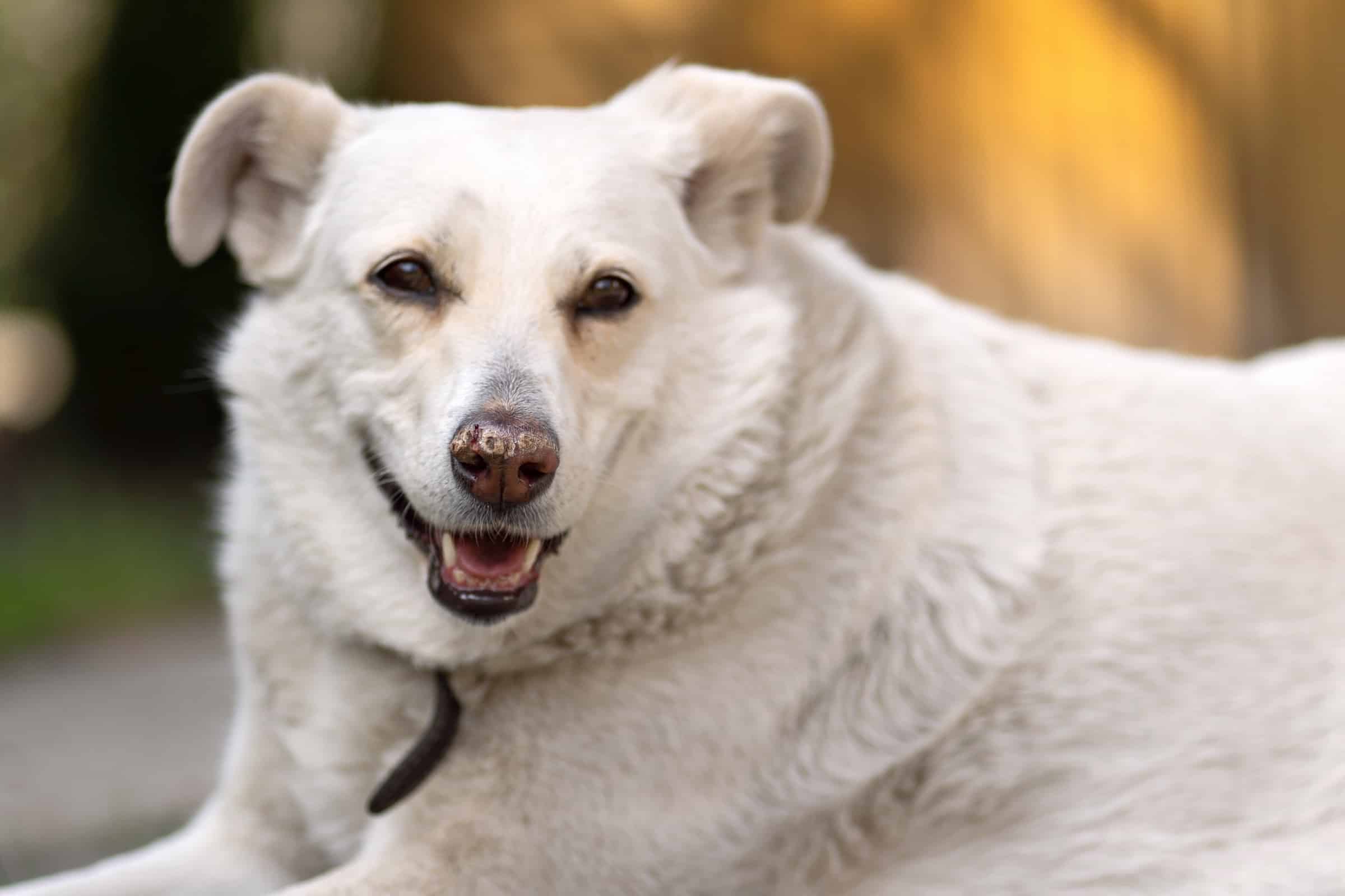 Why Is My Dog's Nose Dry? (Top 11 Reasons & What to Do)