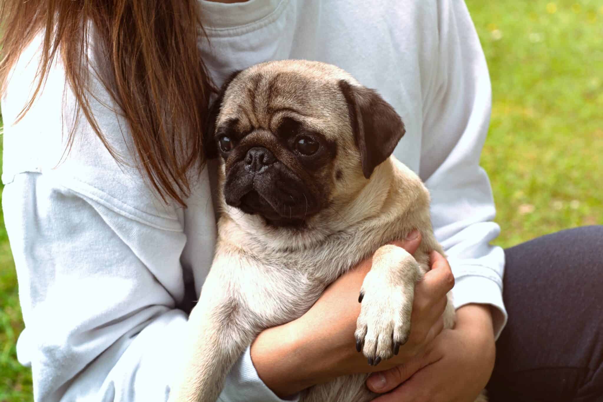 Dog Yelps When Picked Up (Top 10 Reasons & What to Do)