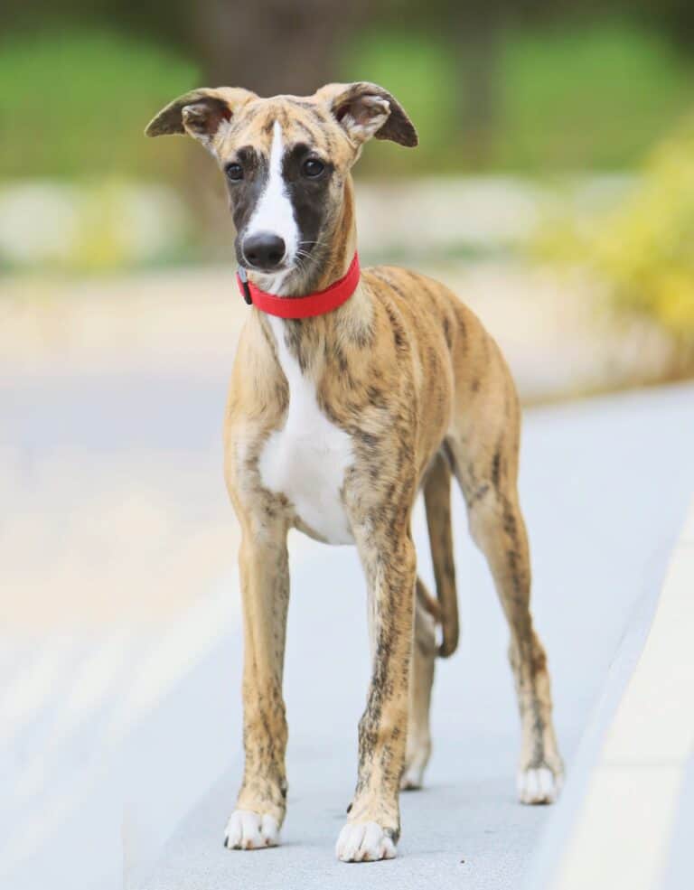 Miniature Whippet A Complete Guide to the Mini Whippet