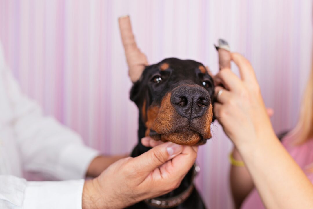 Doberman Ear Cropping Everything You Need to Know
