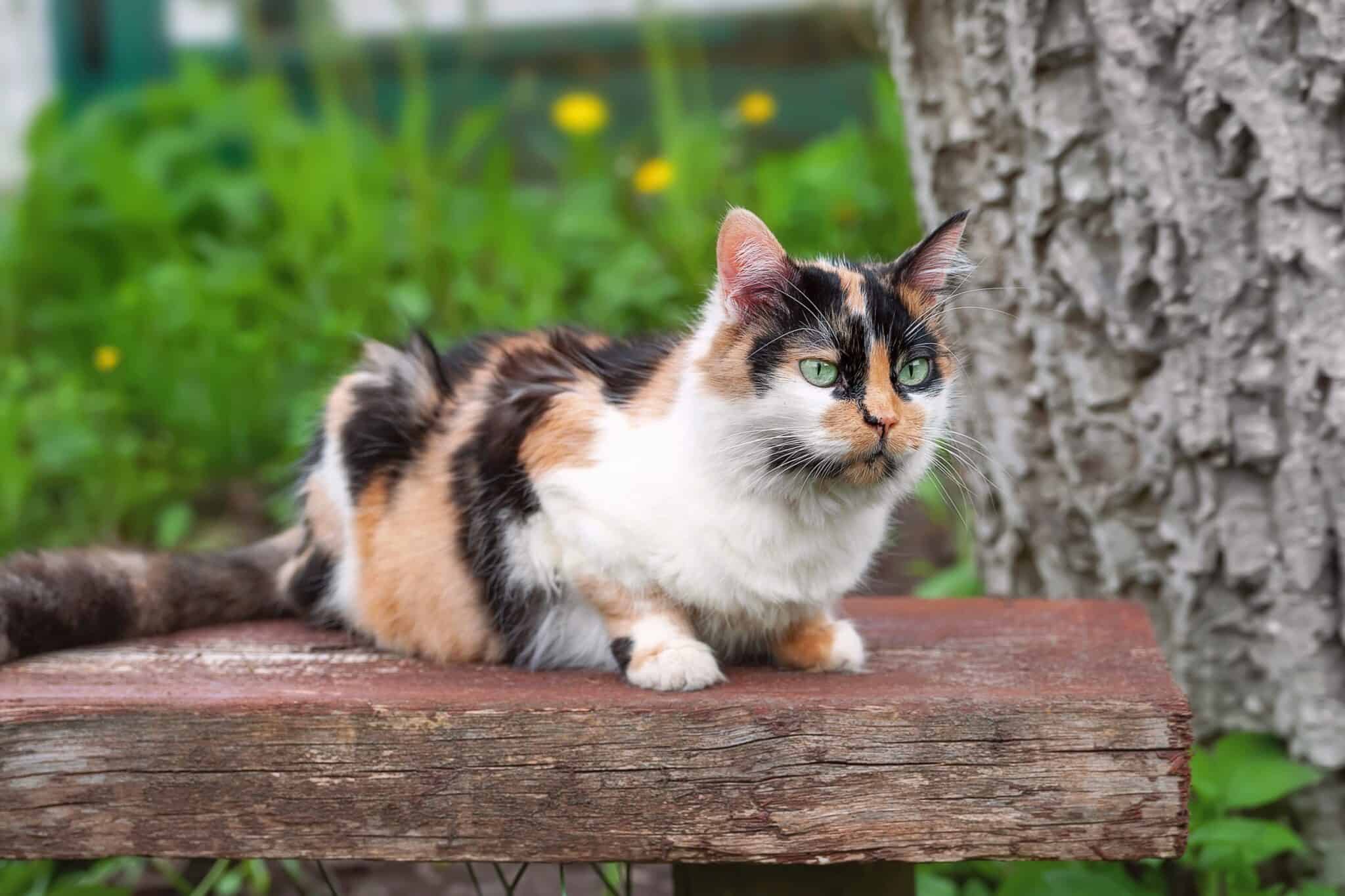 Long-Haired Calico Cat: Can Calico Cats Have Long Hair?
