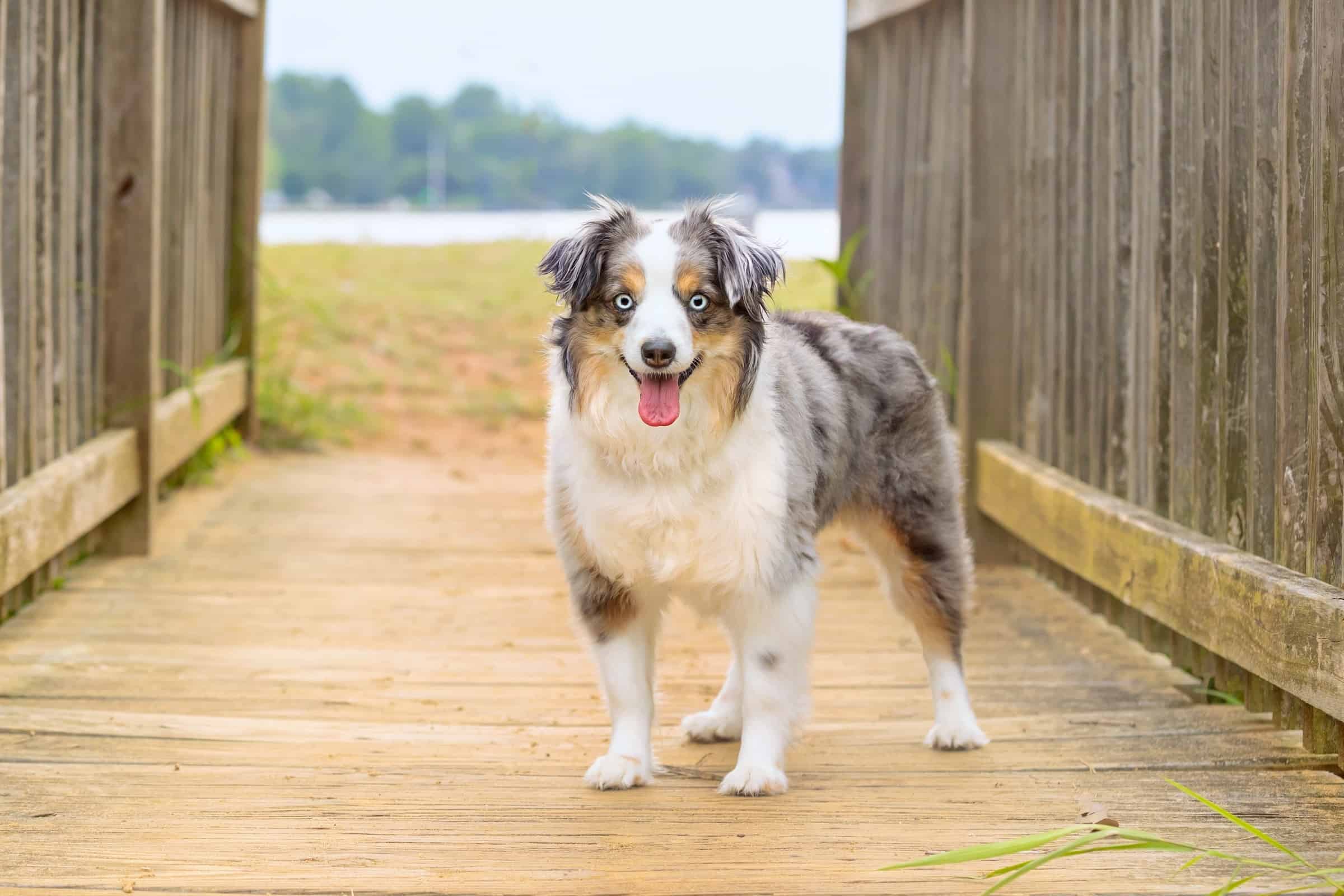 Why Do Australian Shepherds Have Blue Eyes? Bubbly Pet