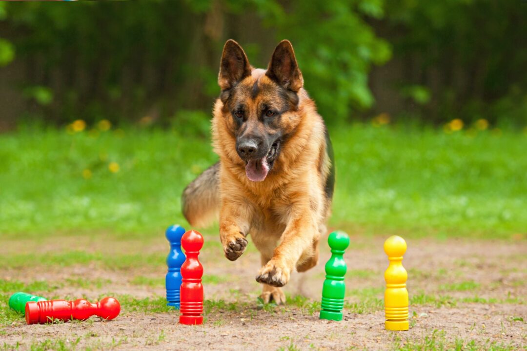 Alsatian Dog Breed Information, Pictures, Traits & Facts