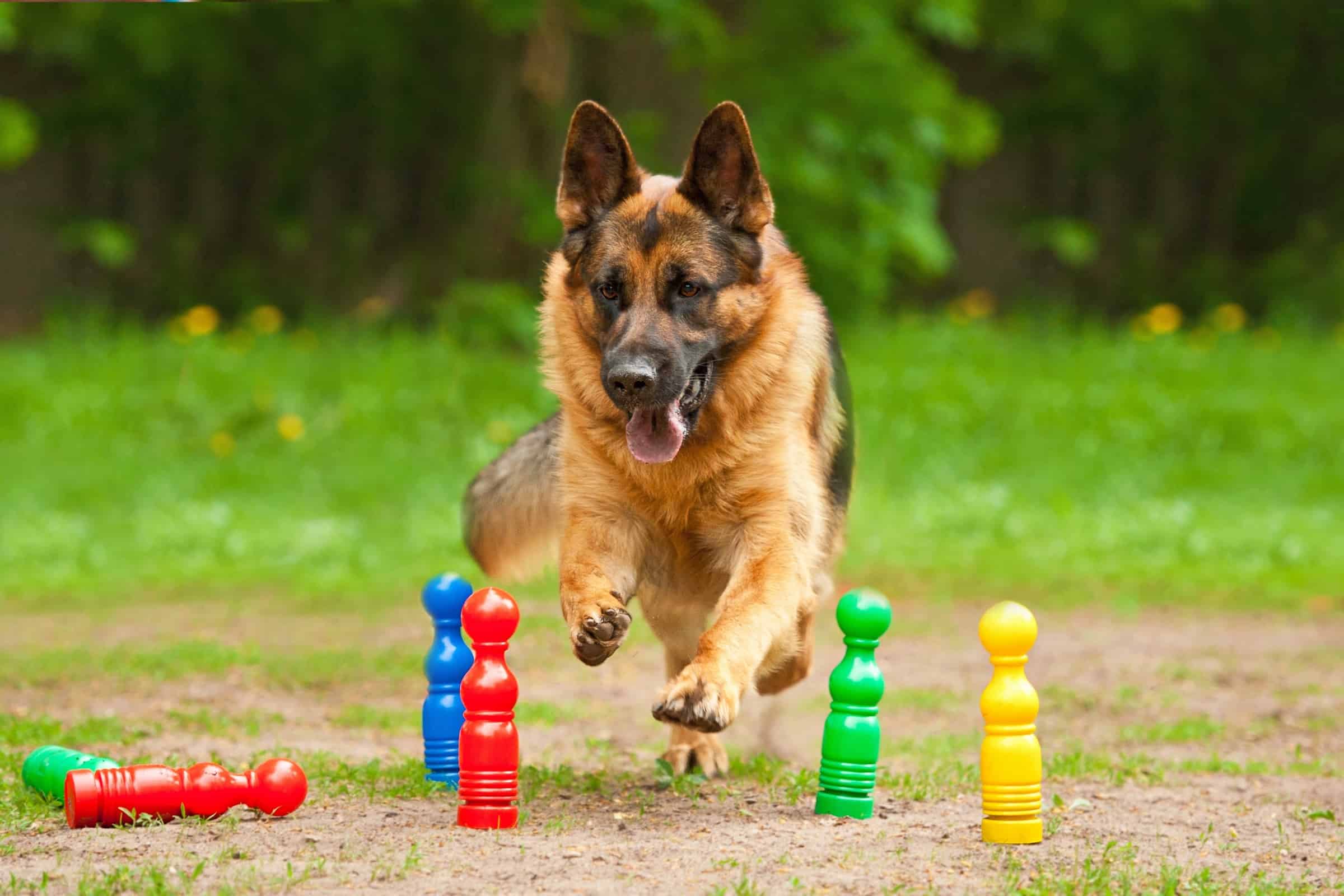 Alsatian Dog Breed Information, Pictures, Traits & Facts