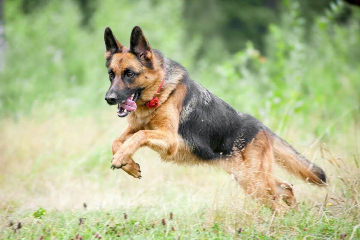 Alsatian shepherd jumping and running
