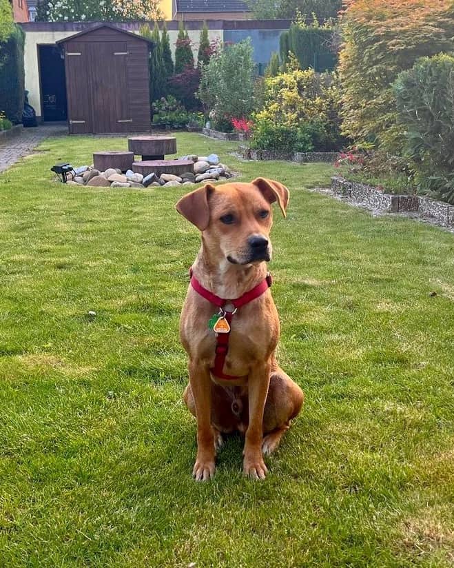 American Staffordshire Terrier Black Mouth Cur Mix